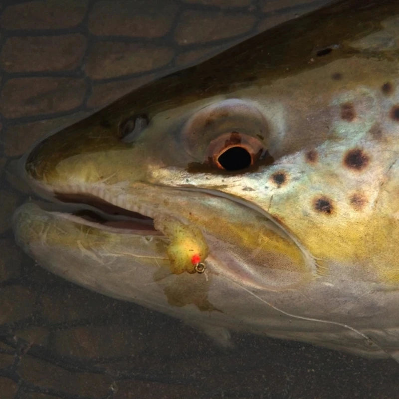 Combo 36 Mồi Giả Bắt Cá Hương Sáng Trứng Ruồi Size 12