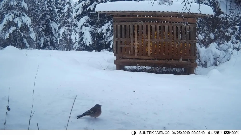 HC910PRO Night Hunting Camera - Stream 4K 30MP 30fps