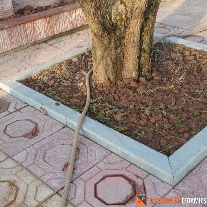 Cây lớn trồng trong ô vuông lát gạch, ống nhựa uốn quanh gốc cây, nền gạch màu hồng nhạt.