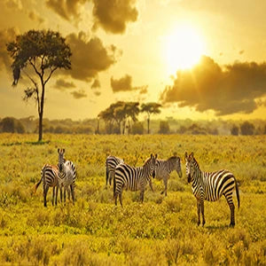 Camera Săn Bắn Mini 4K HD Chống Nước Quan Sát Đêm