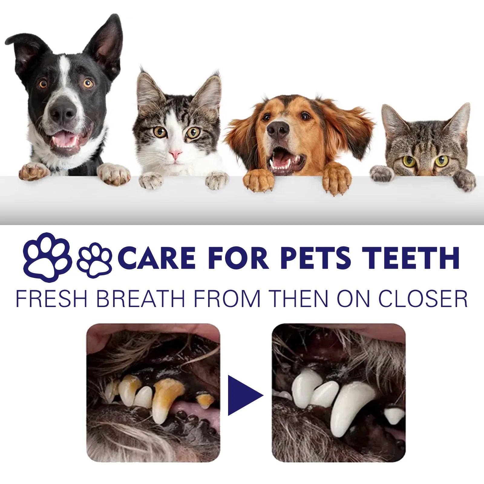 Pet Toothpaste Cat Oral Cleaning Deodorant Breath Freshener Prevent Calculus Tartar Halitosis Cleaning Pet Teeth Cleaner Paste - Daisan Mart