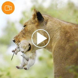 Camera Săn Bắn Mini 4K HD Chống Nước Quan Sát Đêm