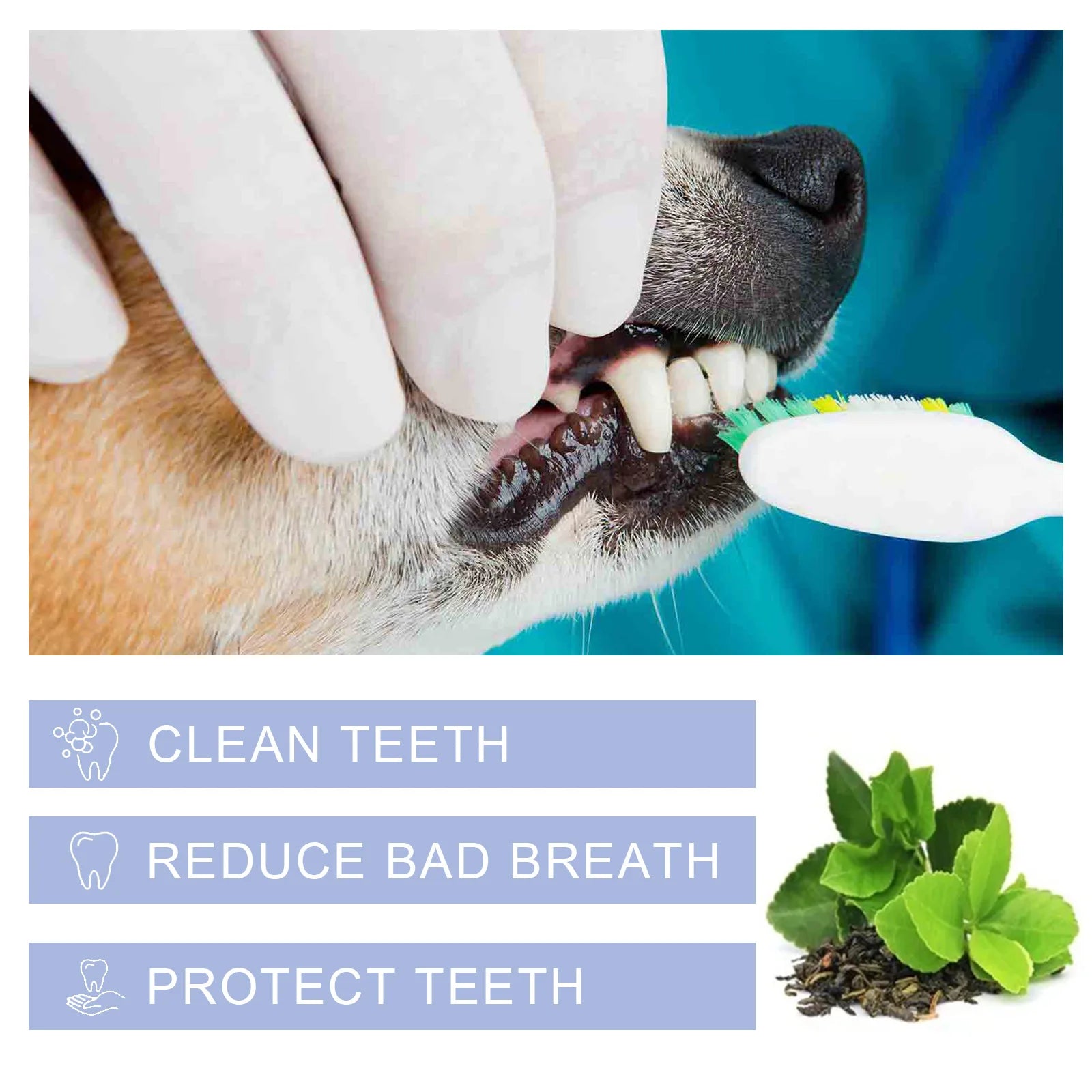 Pet Cleaning Toothpaste Cleaning tartar, stain repair, teeth whitening, cat and dog oral care - Daisan Mart