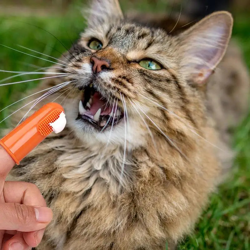 Beef Cat Toothbrush and Toothpaste Set for Teeth Cleaning Vanilla Toothpaste Finger Toothbrush Tongue Cleaning Pet Accessories - Daisan Mart
