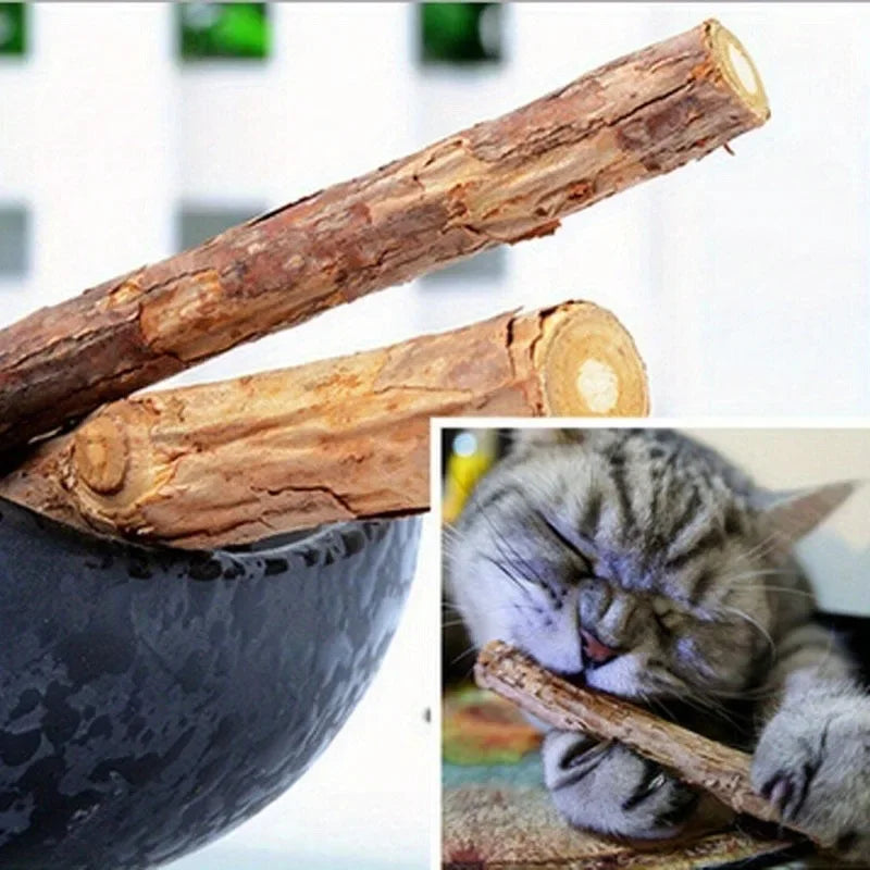 Que củi trong tô và mèo xám đang cắn que trong hình nhỏ, phông nền trắng mờ.