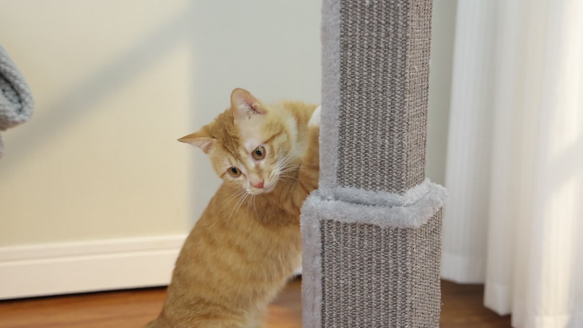 [Durable Cat Tower] Durable And Stable Multi-Level Cat Towers - 18.9"/32'' Cat Scratching Posts, Cat Trees With Hanging Balls For Active Felines, Available In Grey And Black - Daisan Mart